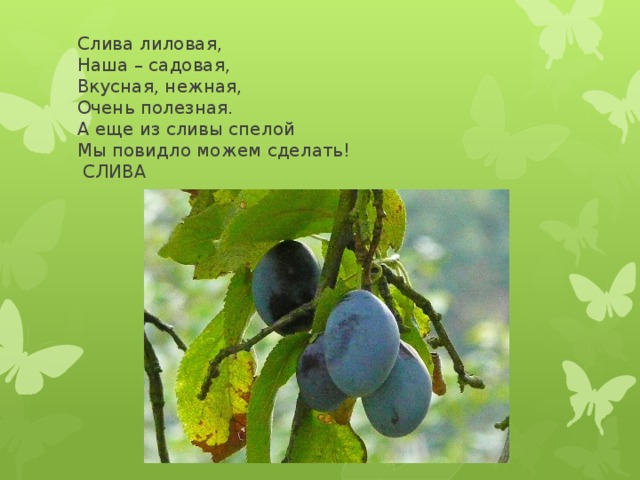 Слива лиловая,  Наша – садовая,  Вкусная, нежная,  Очень полезная.  А еще из сливы спелой  Мы повидло можем сделать!  СЛИВА 