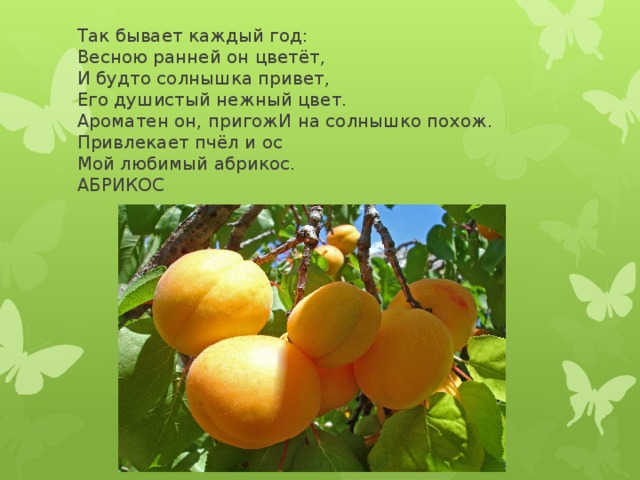 Так бывает каждый год:  Весною ранней он цветёт,  И будто солнышка привет,  Его душистый нежный цвет.  Ароматен он, пригожИ на солнышко похож.  Привлекает пчёл и ос  Мой любимый абрикос.  АБРИКОС 
