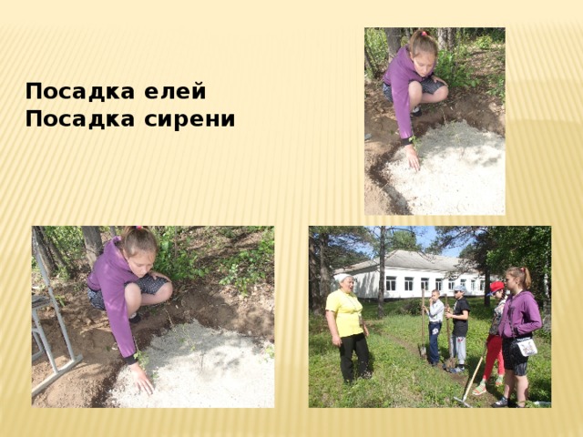 Посадка елей Посадка сирени 