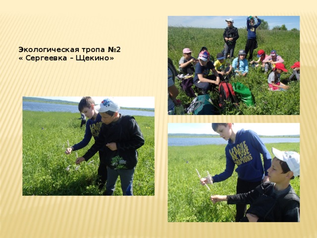 Экологическая тропа №2 « Сергеевка – Щекино» 