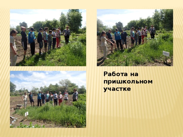 Работа на пришкольном участке 