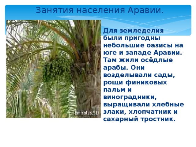 Занятия населения Аравии.  Для земледелия были пригодны небольшие оазисы на юге и западе Аравии. Там жили осёдлые арабы. Они возделывали сады, рощи финиковых пальм и виноградники, выращивали хлебные злаки, хлопчатник и сахарный тростник. 