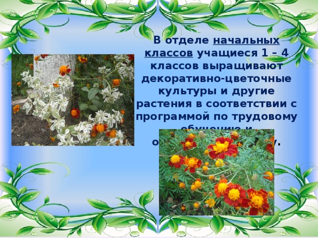 В отделе начальных классов учащиеся 1 – 4 классов выращивают декоративно-цветочные культуры и другие растения в соответствии с программой по трудовому обучению и окружающему миру . 