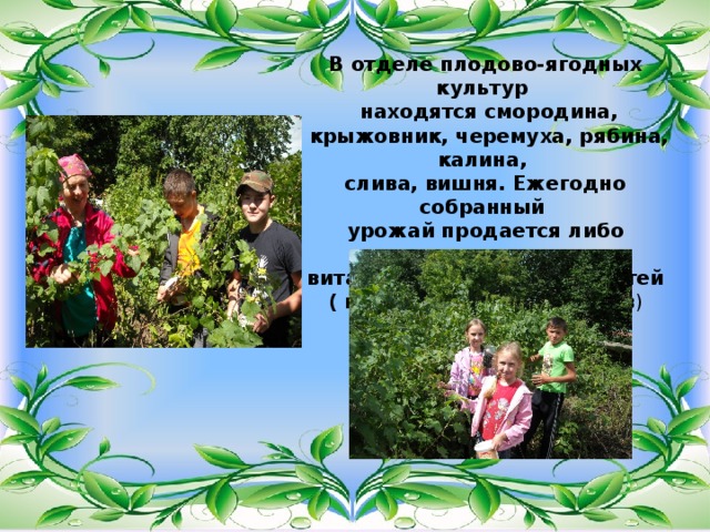 В отделе плодово-ягодных культур  находятся смородина,  крыжовник, черемуха, рябина, калина, слива, вишня. Ежегодно собранный урожай продается либо используется для витаминизации питания детей ( приготовление фиточаев ) 