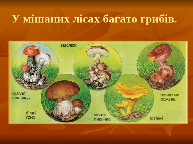 У мішаних лісах багато грибів. 