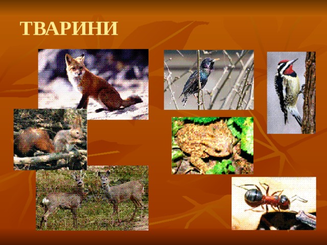 ТВАРИНИ 