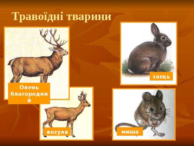 Травоїдні тварини заєць Олень благородний миша козуля 