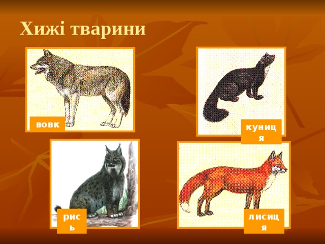 Хижі тварини вовк куниця лисиця рись 