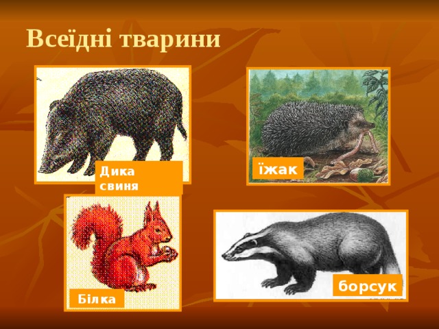 Всеїдні тварини їжак Дика свиня борсук Білка 