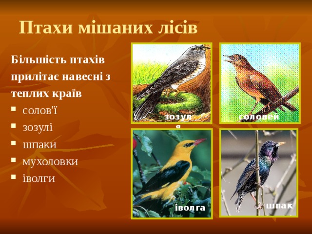 Птахи мішаних лісів Більшість птахів прилітає навесні з теплих країв солов'ї зозулі шпаки мухоловки іволги зозуля соловей шпак іволга 