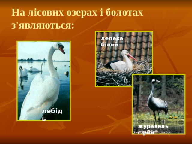 На лісових озерах і болотах з'являються: лелека білий лебідь журавель сірий 