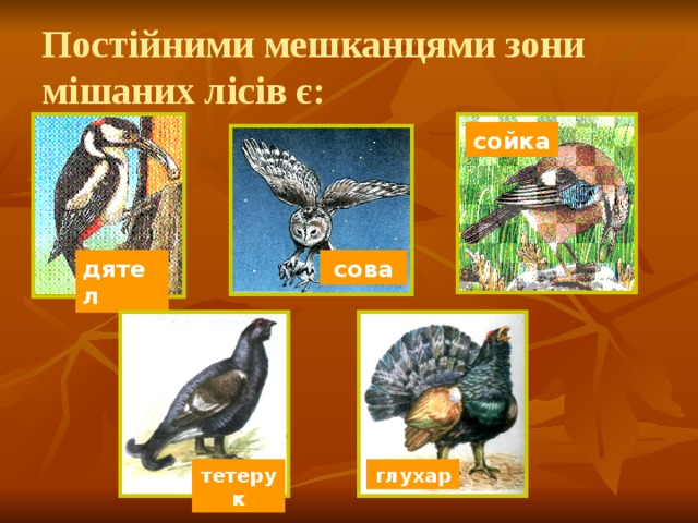 Постійними мешканцями зони мішаних лісів є: сойка дятел сова тетерук глухар 