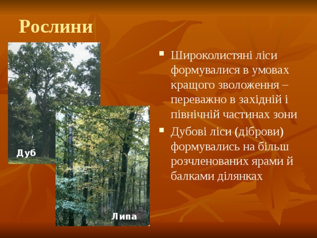 Рослини Широколистяні ліси формувалися в умовах кращого зволоження – переважно в західній і північній частинах зони Дубові ліси (діброви) формувались на більш розчленованих ярами й балками ділянках Дуб Липа 