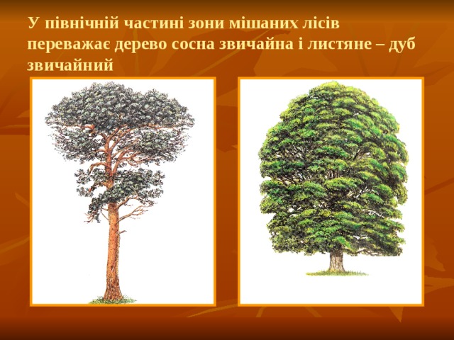У північній частині зони мішаних лісів переважає дерево сосна звичайна і листяне – дуб звичайний 