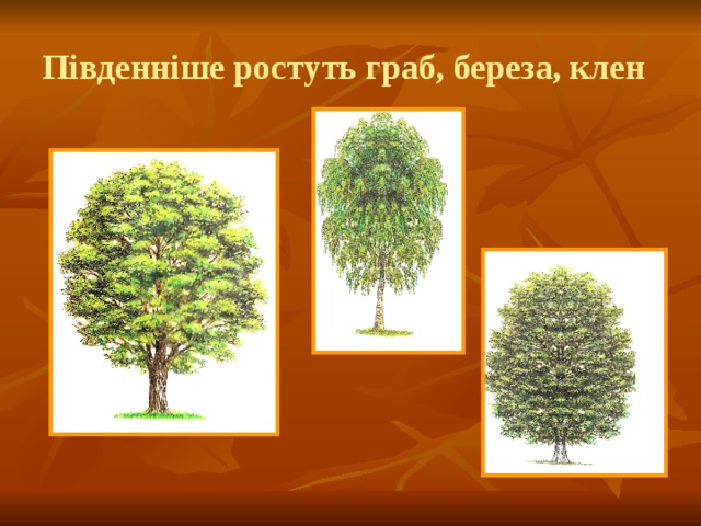 Південніше ростуть граб, береза, клен 