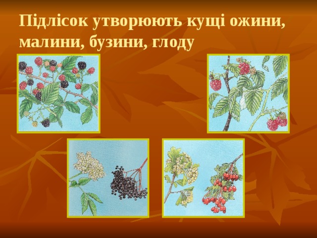 Підлісок утворюють кущі ожини, малини, бузини, глоду 