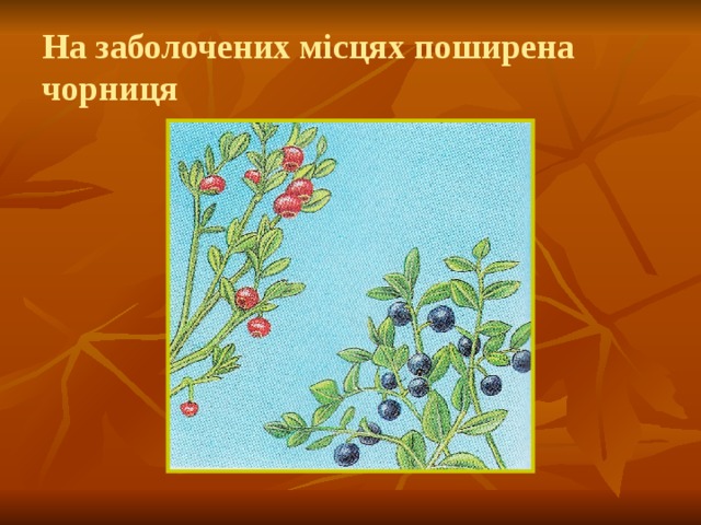 На заболочених місцях поширена чорниця 