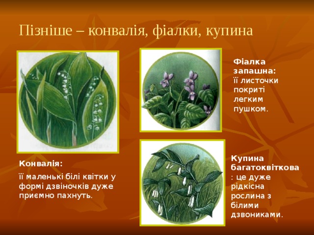 Пізніше – конвалія, фіалки, купина Фіалка запашна: її листочки покриті легким пушком. Купина багатоквіткова : це дуже рідкісна рослина з білими дзвониками. Конвалія: її маленькі білі квітки у формі дзвіночків дуже приємно пахнуть.   