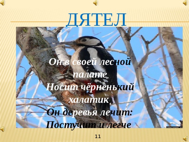 ДЯТЕЛ Он в своей лес ной палате Носит чёрнень кий халатик . Он де ревья ле чит: Постучит и легче 11 
