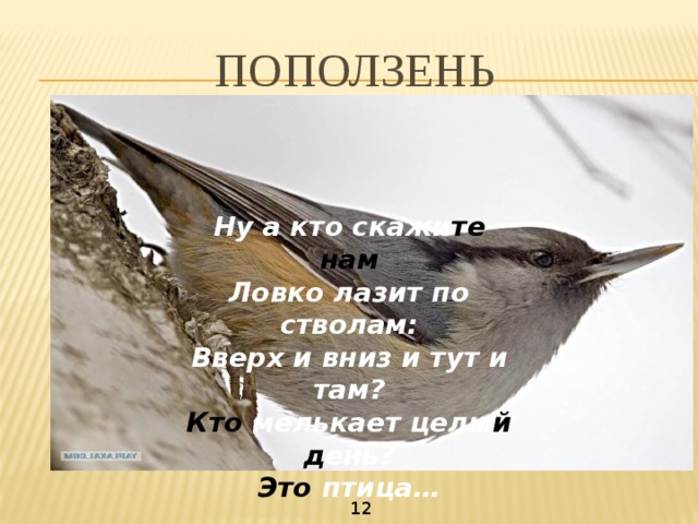 ПОПОЛЗЕНЬ Ну а кто скажи те нам Ловко лазит  по стволам: Вверх и вниз и тут и там? Кто мелькает целы й д ень? Это птица… 12 