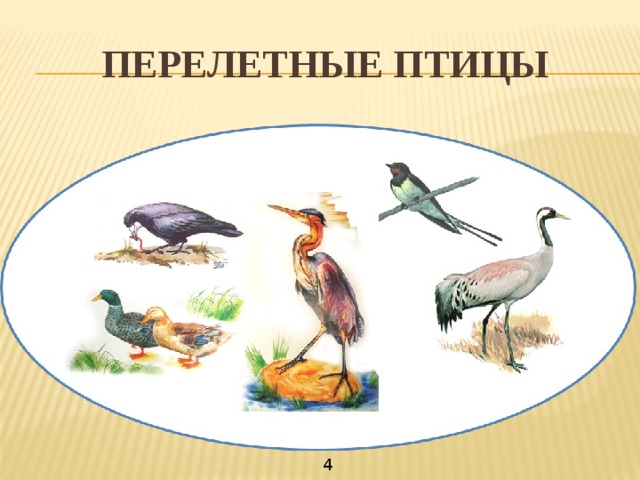ПЕРЕЛЕТНЫЕ ПТИЦЫ 4 