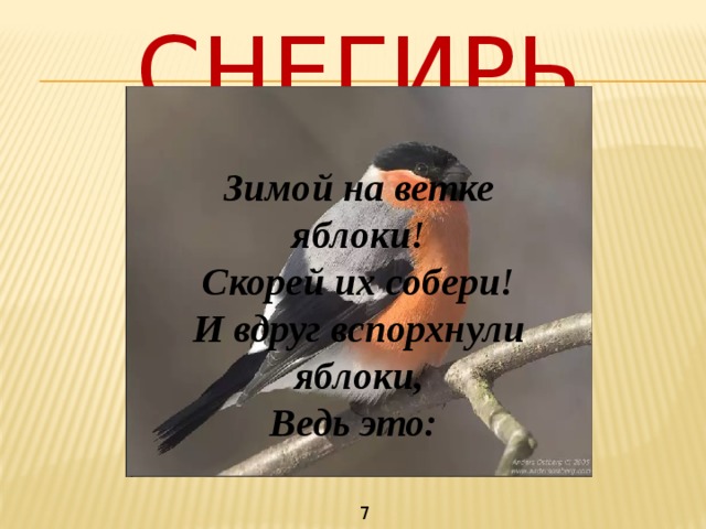 СНЕГИРЬ Зимой на ветке яблоки! Скорей их собери! И вдруг вспорхнули яблоки, Ведь это: 7 