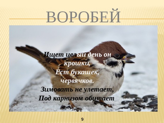 ВОРОБЕЙ Ищет цел ый  день он крошки, Ест букашек, червячков. Зимовать не улетает, Под карнизом обитает 9  
