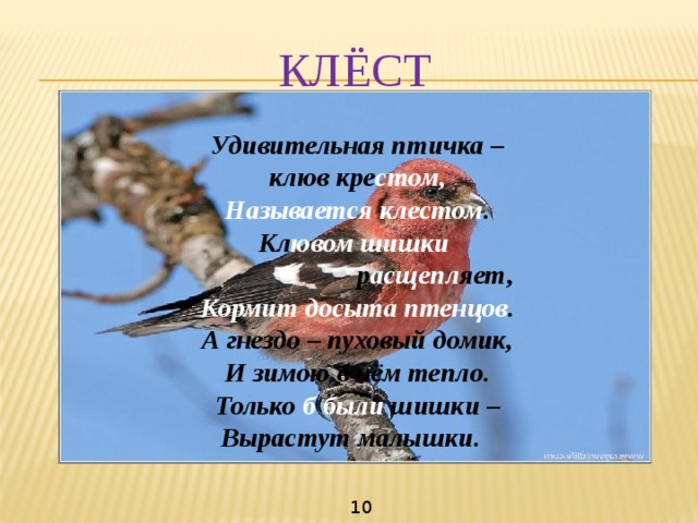 КЛЁСТ Удивительная птичка – клюв кре стом, Называется клестом . Кл ювом шишки  р асщепл яет, Кормит досыта птенцов . А гнездо – пуховый домик, И зимою в нём тепло. Только б были шишки – Вырастут малышки. 10 