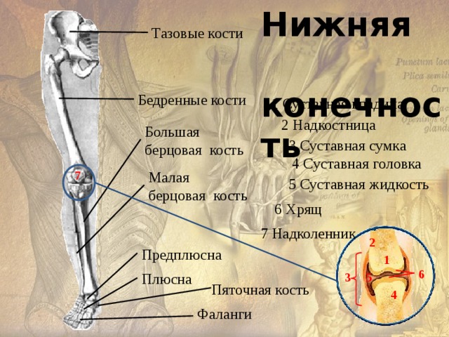 Лучевая кость на ноге где находится у человека фото