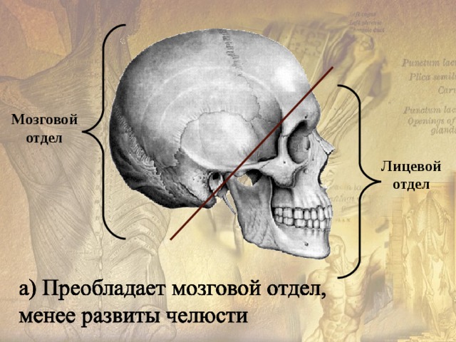 Скелет человека имеет ряд отличий от скелета млекопитающих животных : 