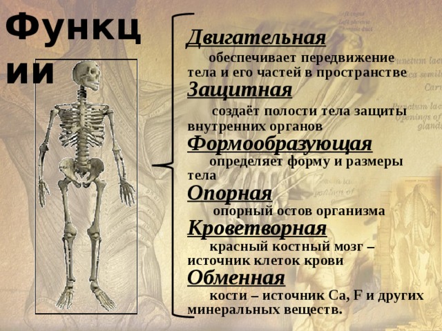 Функции Двигательная   обеспечивает передвижение тела и его частей в пространстве Защитная  создаёт полости тела защиты внутренних органов Формообразующая  определяет форму и размеры тела Опорная  опорный остов организма Кроветворная  красный костный мозг – источник клеток крови Обменная  кости – источник Ca, F и других минеральных веществ. 