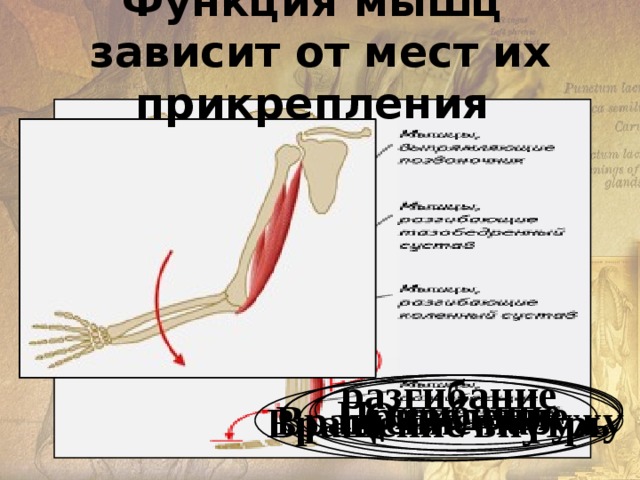  Функционально мышцы подразделяют на:  - произвольные  Состоят из поперечнополосатой мышечной ткани и сокращаются по воле человека (произвольно).  Это мышцы головы, туловища, конечностей, языка, гортани и др. непроизвольные  Состоят из гладкой мышечной ткани и располагаются в стенках внутренних органов, кровеносных сосудов, в коже.  Сокращения этих мышц не зависят от воли человека. 