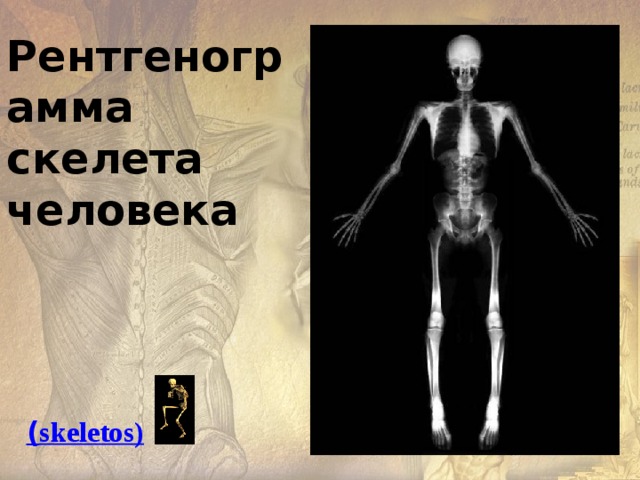 Рентгенограмма скелета человека ( skeletos ) 