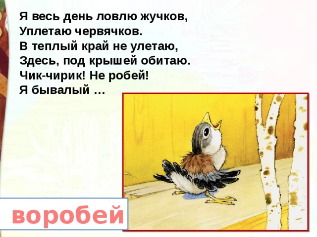 Я весь день ловлю жучков, Уплетаю червячков. В теплый край не улетаю, Здесь, под крышей обитаю. Чик-чирик! Не робей! Я бывалый … воробей 