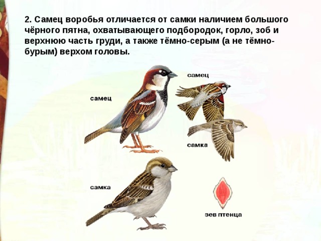 2. Самец воробья отличается от самки наличием большого чёрного пятна, охватывающего подбородок, горло, зоб и верхнюю часть груди, а также тёмно-серым (а не тёмно-бурым) верхом головы. 