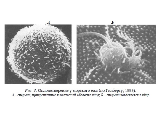 Оплодотворение яйцеклетки под микроскопом