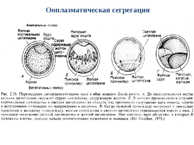 Карта презумптивных зачатков птиц