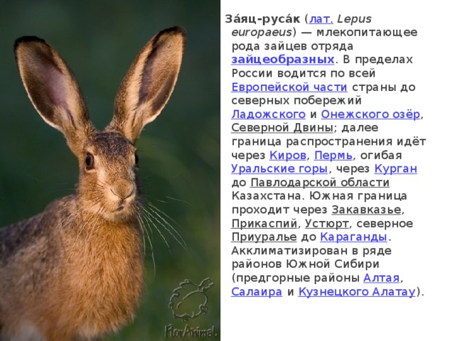 План описания зайца