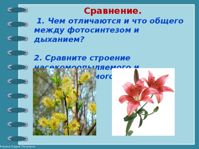 Сравнение.  1. Чем отличаются и что общего между фотосинтезом и дыханием?  2. Сравните строение насекомоопыляемого и ветроолыляемого цветка.  