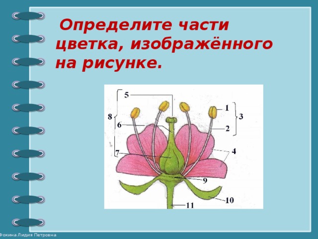  Определите части цветка, изображённого на рисунке. 