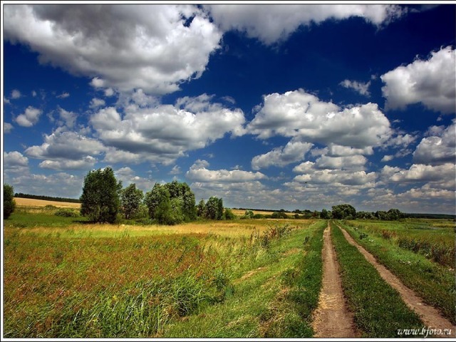 Картинки край березовый