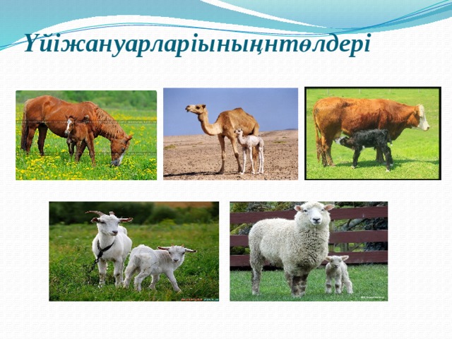 Үй жануарлары картинка