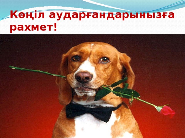 Көңіл аударғандарынызға рахмет!