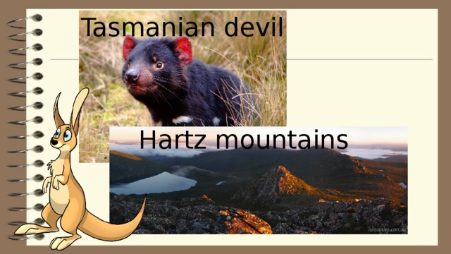 Tasmanian devil Hartz mountains 