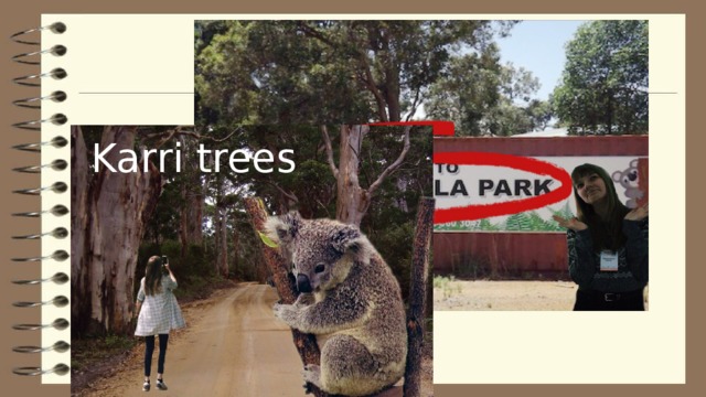 Karri trees 