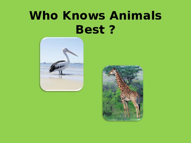Who Knows Animals Best ? 