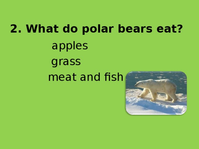 2. What do polar bears eat?   apples   grass   meat and fish 