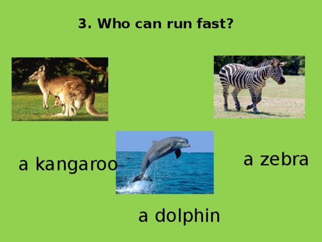 3. Who can run fast ?   a zebra  a kangaroo  a dolphin 