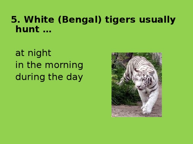 5. White (Bengal) tigers usually hunt …  at night  in the morning  during the day 