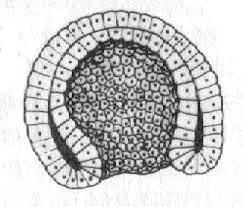 Многоклеточный двухслойный зародыш. Двухслойный зародыш. Полость однослойного зародыша. Срез нейрулы форели под лупой. Тест по теме размножение и онтогенез.